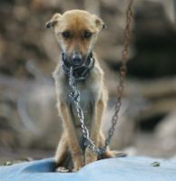 lugares de adopcion de perros en guayaquil VETERINARIA COLA